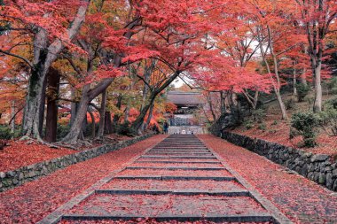 26 Kasım 2025 'teki tapınakta canlı sonbahar yapraklarıyla çevrili taş patika.
