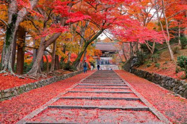 26 Kasım 2025 'teki tapınakta canlı sonbahar yapraklarıyla çevrili taş patika.
