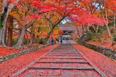 26 Kasım 2025 'teki tapınakta canlı sonbahar yapraklarıyla çevrili taş patika.