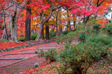 26 Kasım 2025 'teki tapınakta canlı sonbahar yapraklarıyla çevrili taş patika.