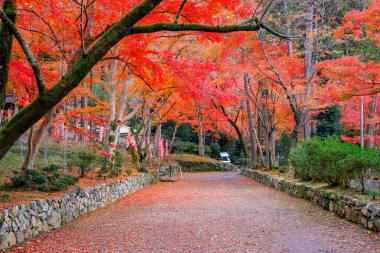 26 Kasım 2025 'teki tapınakta canlı sonbahar yapraklarıyla çevrili taş patika.