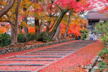 26 Kasım 2025 'teki tapınakta canlı sonbahar yapraklarıyla çevrili taş patika.