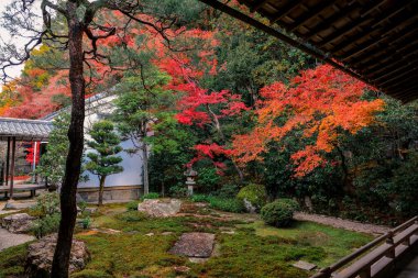 Tırmık kum ve taşlar canlı mevsimlik yeşillikler tarafından çerçevelenmiştir. 26 Kasım 2025