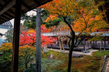 Tırmık kum ve taşlar canlı mevsimlik yeşillikler tarafından çerçevelenmiştir. 26 Kasım 2025