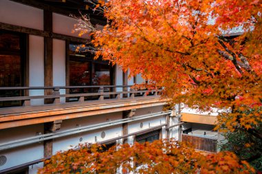 Tırmıklanmış kum ve taş düzenlemelerinin yer aldığı geleneksel Zen bahçesi, 26 Kasım 2025