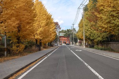 Tarihi Shinto tapınağı yolu 24 Kasım 2025 'te canlı sonbahar ginkgo ağaçlarıyla kaplı.