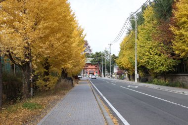 Tarihi Shinto tapınağı yolu 24 Kasım 2025 'te canlı sonbahar ginkgo ağaçlarıyla kaplı.