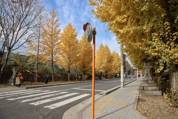 Tarihi Shinto tapınağı yolu 24 Kasım 2025 'te canlı sonbahar ginkgo ağaçlarıyla kaplı.