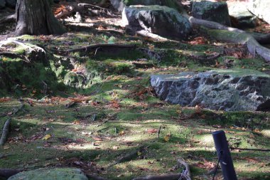 Tırmıklanmış kum ve taşlar canlı akçaağaç yaprakları tarafından çerçevelenmiş 27 Kasım 2025