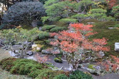Eski tapınak alanı canlı akçaağaç yaprakları ve güneş ışığı ile süslenmiş 27 Kasım 2025