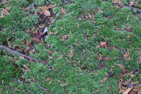 27 Kasım 2025 'te yosun ve canlı akçaağaç yapraklı huzurlu tapınak bahçesi sahnesi