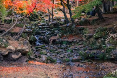 Renkli Sonbahar Yaprakları Serene Nehri Manzarasına Yansıtılıyor 27 Kasım 2025