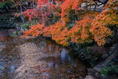 Renkli Sonbahar Yaprakları Serene Nehri Manzarasına Yansıtılıyor 27 Kasım 2025