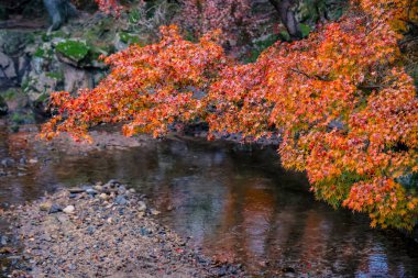 Renkli Sonbahar Yaprakları Serene Nehri Manzarasına Yansıtılıyor 27 Kasım 2025