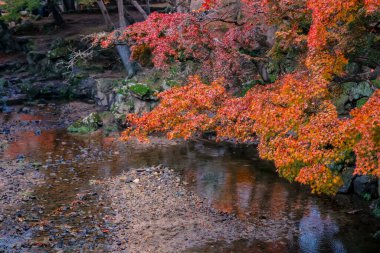 Renkli Sonbahar Yaprakları Serene Nehri Manzarasına Yansıtılıyor 27 Kasım 2025