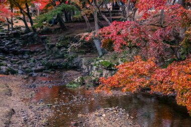 Renkli Sonbahar Yaprakları Serene Nehri Manzarasına Yansıtılıyor 27 Kasım 2025