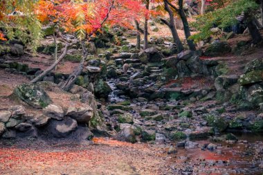 Renkli Sonbahar Yaprakları Serene Nehri Manzarasına Yansıtılıyor 27 Kasım 2025