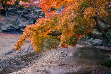 Renkli Sonbahar Yaprakları Serene Nehri Manzarasına Yansıtılıyor 27 Kasım 2025