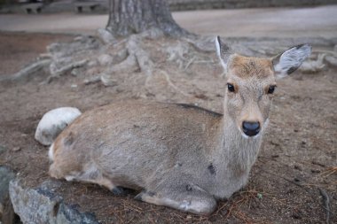 Renkli Sonbahar Yaprakları Serene Nehri Manzarasına Yansıtılıyor 27 Kasım 2025