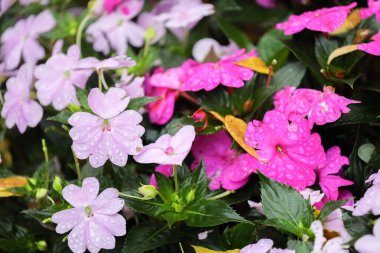 Taze yapraklar, parlak yeşil yaprak kümeleri arasında yavaşça parlar.