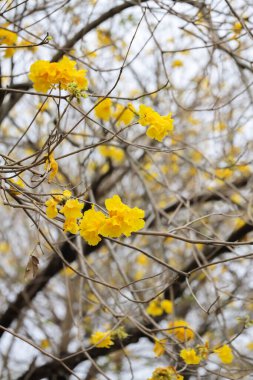 Parlak çiçekler ince, genişleyen dallar arasında seyrek olarak ortaya çıkar.