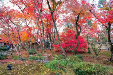 Sonbahar akçaağaç yaprakları Hogon 'da Zen Tapınağı bahçesinde 28 Kasım 2025