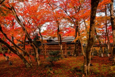 28 Kasım 2025 'te Kyoto' da canlı sonbahar akçaağaç yapraklarıyla süslenmiş serin tapınak bahçesi.