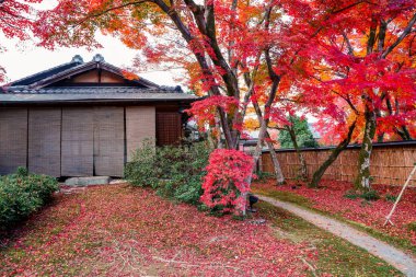 28 Kasım 2025 'te Kyoto' da canlı sonbahar akçaağaç yapraklarıyla süslenmiş serin tapınak bahçesi.