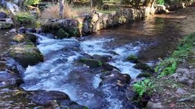 Nehir Akıntısı Kamigamo Tapınağı Sahne Kyoto Manzarası 23 Kasım 2025