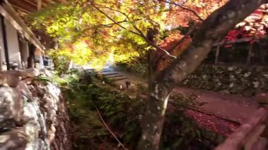 Sanzenin Tapınağı 23 Kasım 2025 'te yosun bahçeleri ve zarif salon mimarisine sahiptir.