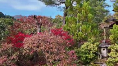 Koetsuji Tapınağı Bahçeleri, 24 Kasım 2025 'te işlenmiş kırsal zarafet sergiliyor.