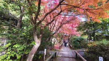 Koetsuji Tapınağı Bahçeleri, 24 Kasım 2025 'te işlenmiş kırsal zarafet sergiliyor.