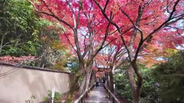 Koetsuji Tapınağı Bahçeleri, 24 Kasım 2025 'te işlenmiş kırsal zarafet sergiliyor.