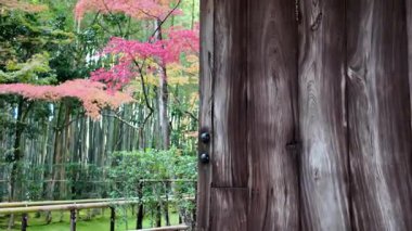 Kotoin bambu yaklaşımı 24 Kasım 2025 'te huzurlu bir sığınağa götürür.