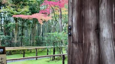 Kotoin bambu yaklaşımı 24 Kasım 2025 'te huzurlu bir sığınağa götürür.