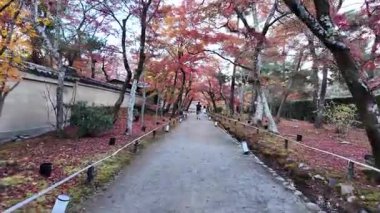 Hogonin Tapınağı 'nda yosun bahçeleri ve 28 Kasım 2025 tarihli zarif Zen manzarası bulunur.