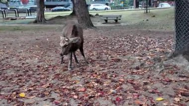 Meşhur Nara Park Gezgin Geyik ve Tapınaklar Evi, 27 Kasım 2025