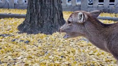 Meşhur Nara Park Gezgin Geyik ve Tapınaklar Evi, 27 Kasım 2025
