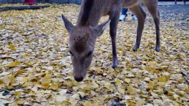 Meşhur Nara Park Gezgin Geyik ve Tapınaklar Evi, 27 Kasım 2025