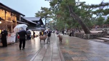 Meşhur Nara Park Gezgin Geyik ve Tapınaklar Evi, 27 Kasım 2025