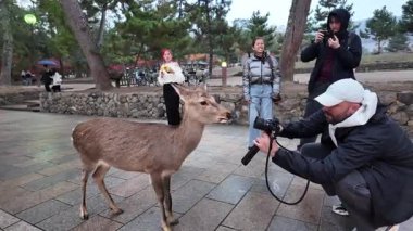 Meşhur Nara Park Gezgin Geyik ve Tapınaklar Evi, 27 Kasım 2025