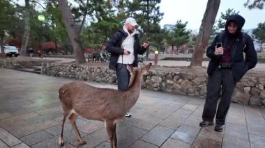 Meşhur Nara Park Gezgin Geyik ve Tapınaklar Evi, 27 Kasım 2025