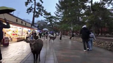 Meşhur Nara Park Gezgin Geyik ve Tapınaklar Evi, 27 Kasım 2025