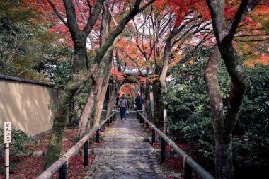 Renkli akçaağaç gölgelikleri 24 Kasım 2025 'te huzurlu Koetsu ji bahçesinin içinde yürüyor.