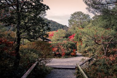 Renkli akçaağaç gölgelikleri 24 Kasım 2025 'te huzurlu Koetsu ji bahçesinin içinde yürüyor.