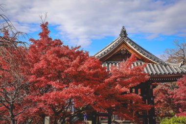 Tarihi Chishakuin Tapınağı 'nda sonbahar yeşilliği 28 Kasım 2025