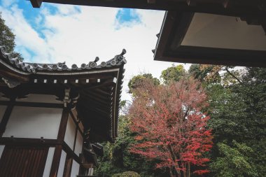 Geleneksel mimari ve bahçelerin yer aldığı sakin Japon tapınağı 28 Kasım 2025