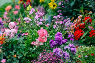 Çeşitli renkli türler yoğun çiçek tarlaları boyunca katmanlı doku oluştururlar. 21 Mart 2026