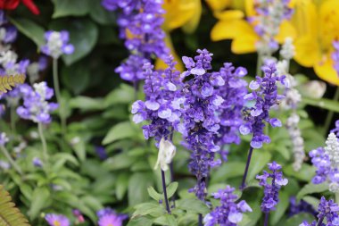 Yoğun çiçek desenleri, 21 Mart 2026 tarihine kadar bahçedeki zengin mor renkleri sergiler.