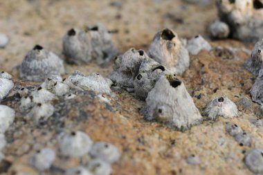 Ortak rock barnacle